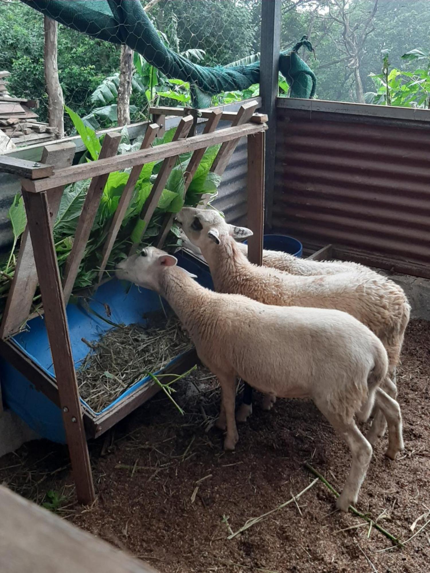 Granja Los Campesinos Monteverde Екстериор снимка